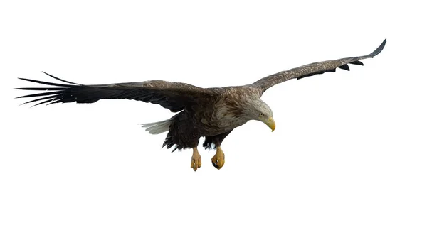 成年白尾鹰在飞行中 被白色背景隔离 Haliaeeetus Albicilla 又名Ern Erne Gray Eagle Eurasian Sea — 图库照片