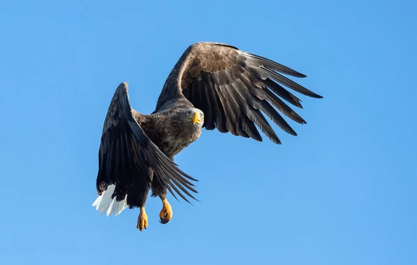 Ausgewachsene Seeadler Flug Blauer Himmel Hintergrund Wissenschaftlicher Name Haliaeetus Albicilla — Stockfoto