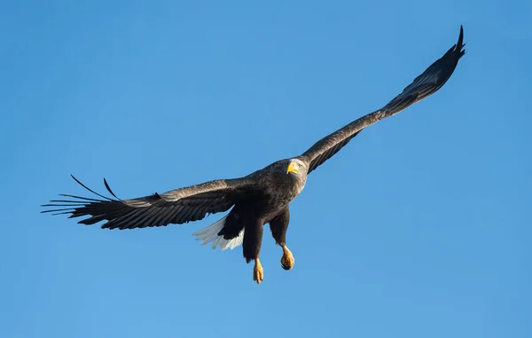 Ausgewachsene Seeadler Flug Blauer Himmel Hintergrund Wissenschaftlicher Name Haliaeetus Albicilla — Stockfoto