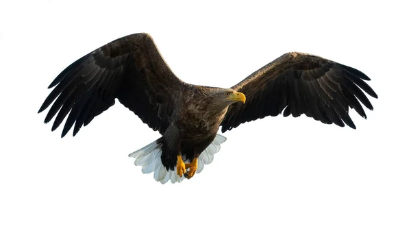 Ausgewachsene Seeadler Flug Vereinzelt Auf Weißem Hintergrund Wissenschaftlicher Name Haliaeetus — Stockfoto