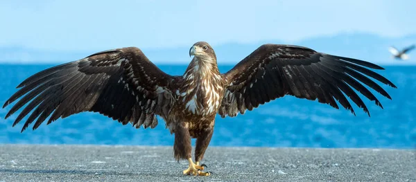 Águila Cola Blanca Juvenil Desplegando Alas Nombre Científico Haliaeetus Albicilla — Foto de Stock