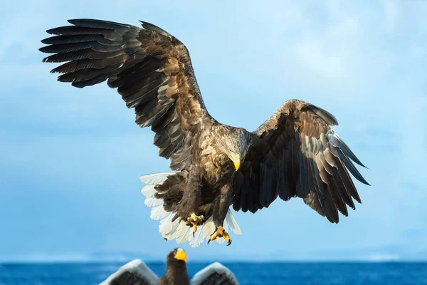 Aquila Dalla Coda Bianca Adulta Volo Sfondo Cielo Blu Nome — Foto Stock