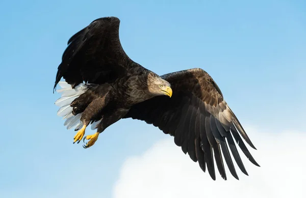 Ausgewachsene Seeadler Flug Blauer Himmel Hintergrund Wissenschaftlicher Name Haliaeetus Albicilla — Stockfoto