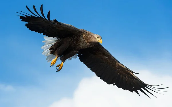 Ausgewachsene Seeadler Flug Blauer Himmel Hintergrund Wissenschaftlicher Name Haliaeetus Albicilla — Stockfoto