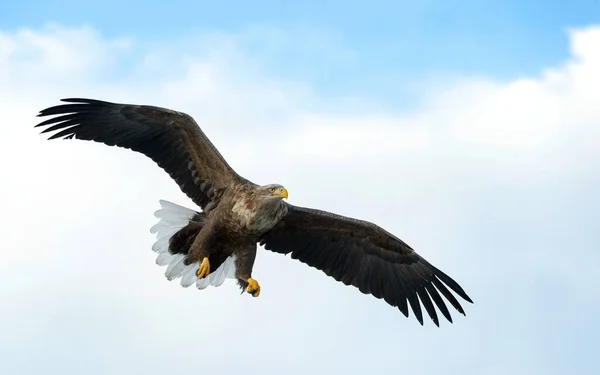 Ausgewachsene Seeadler Flug Blauer Himmel Hintergrund Wissenschaftlicher Name Haliaeetus Albicilla — Stockfoto