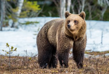 Vahşi yetişkin kahverengi ayı (Ursus arctos) bir bataklıkta bahar orman.
