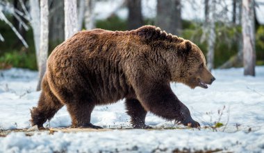 Yetişkin erkek, kahverengi ayı (Ursus arctos) bahar orman bataklıkta karda.