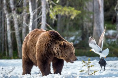 Yetişkin erkek, kahverengi ayı (Ursus arctos) bahar orman bataklıkta karda.