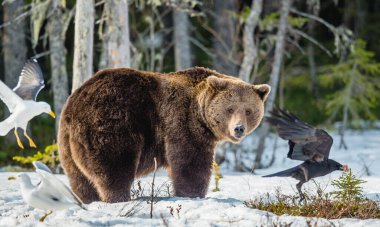 Ayı yavrusu (Ursus arctos) bahar ormanında kar üzerinde.