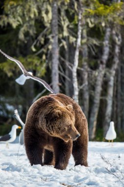 Kahverengi Ayının Yetişkin Erkeği (Ursus arktos) bahar ormanlarındaki bataklıkta kar üzerinde.