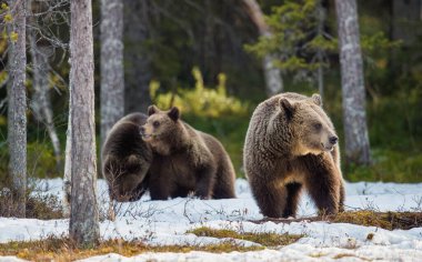 O ayı ve ayı yavrularını. Boz ayı (Ursus arctos) Yetişkin dişi yavrularını bahar orman içinde kar üzerinde ile.
