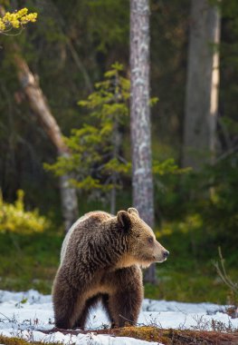 Ayı yavrusu (Ursus arctos) bahar ormanında kar üzerinde.