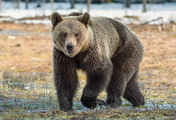 Wild Volwassen Bruine Beer Ursus Arctos Een Moeras Voorjaar Bos — Stockfoto