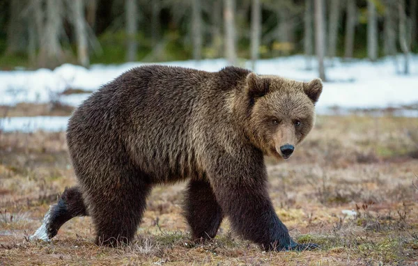 Urso Castanho Adulto Selvagem Ursus Arctos Pântano Floresta Primavera — Fotografia de Stock
