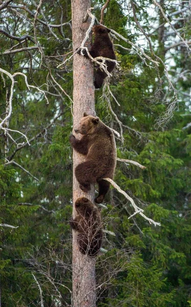 Ursus Arctos 幼熊嗅到了危险的气味 爬上了松树 春季森林 — 图库照片