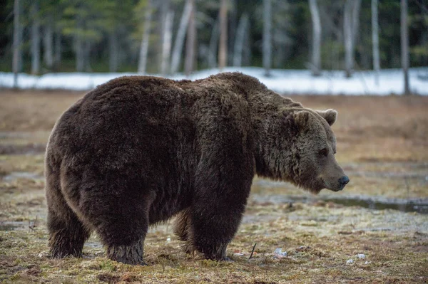 Urso Castanho Adulto Selvagem Ursus Arctos Pântano Floresta Primavera — Fotografia de Stock