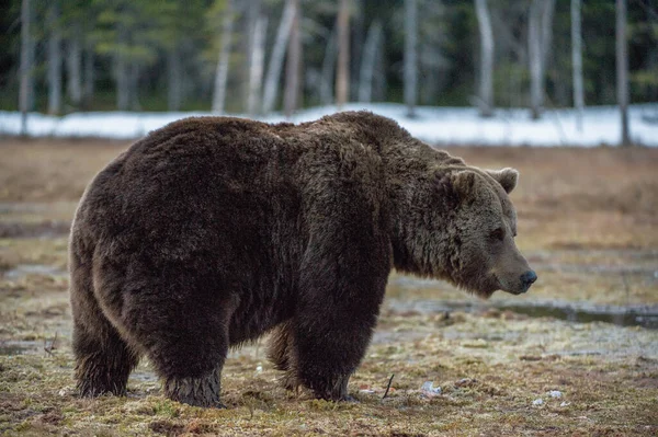 Vahşi Yetişkin Kahverengi Ayı Ursus Arctos Bir Bataklıkta Bahar Orman — Stok fotoğraf