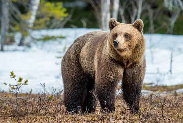 Oso Marrón Adulto Salvaje Ursus Arctos Pantano Bosque Primavera —  Fotos de Stock