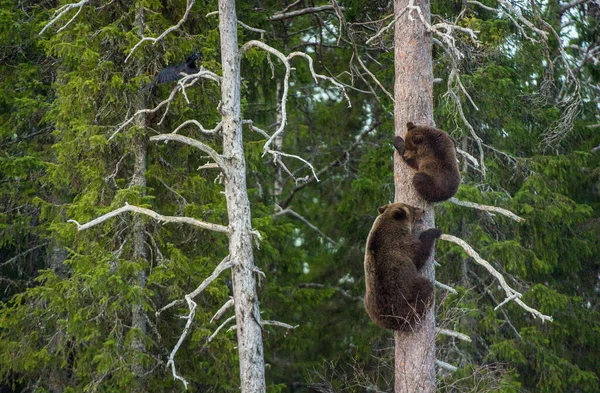 Ursus Arctos 幼熊嗅到了危险的气味 爬上了松树 春季森林 — 图库照片