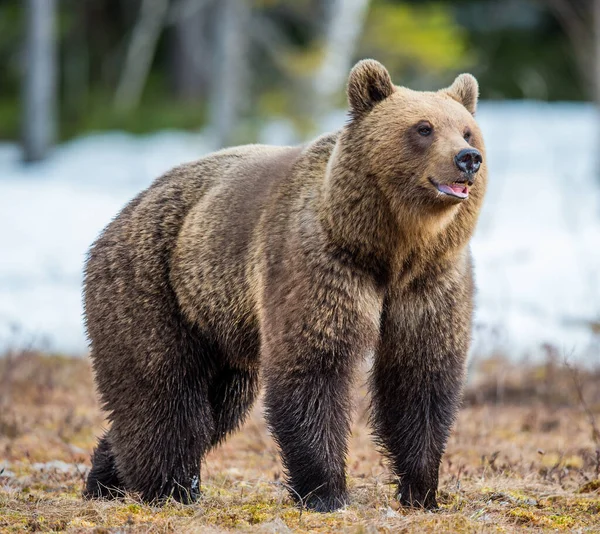 Άγρια Ενηλίκων Καφέ Αρκούδα Ursus Arctos Ένα Έλος Στο Δάσος — Φωτογραφία Αρχείου