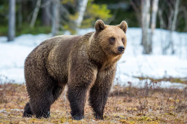 Дикий Взрослый Бурый Медведь Ursus Arctos Болоте Весеннем Лесу — стоковое фото