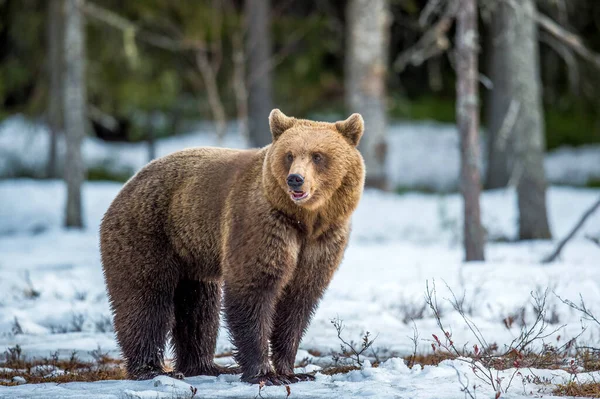 Ведмідь Кубик Снігу Весняному Лісі — стокове фото