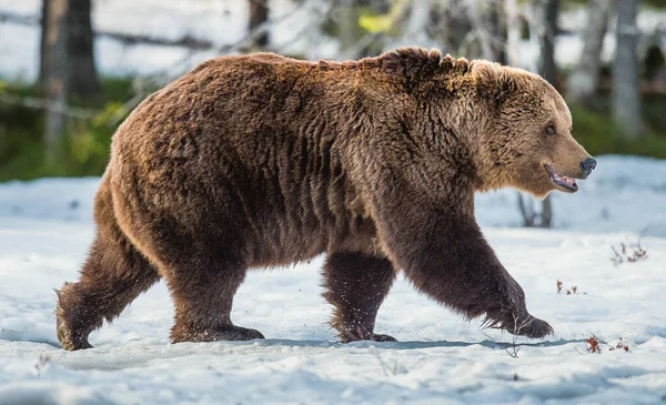 Ενηλίκων Αρσενικό Της Καφέ Αρκούδας Ursus Arctos Στο Χιόνι Στο — Φωτογραφία Αρχείου