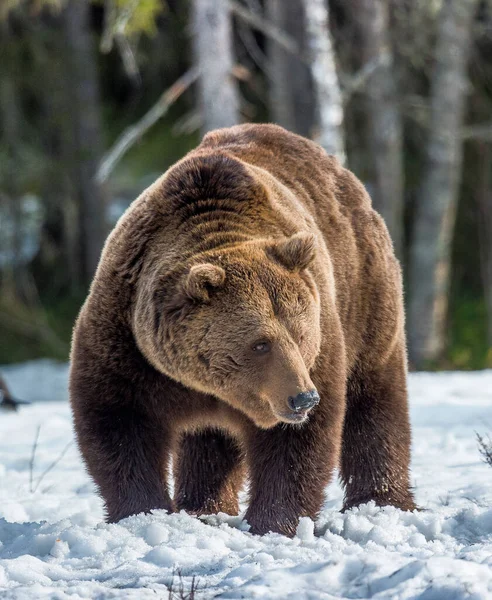 Homem Adulto Urso Marrom Ursus Arctos Neve Pântano Floresta Primavera — Fotografia de Stock