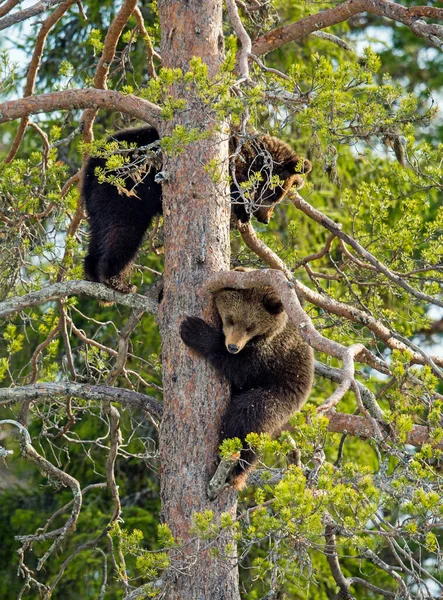Młode Niedźwiedzie Brunatne Ursus Arctos Pachnące Niebezpieczeństwem Dostały Się Sosnę — Zdjęcie stockowe