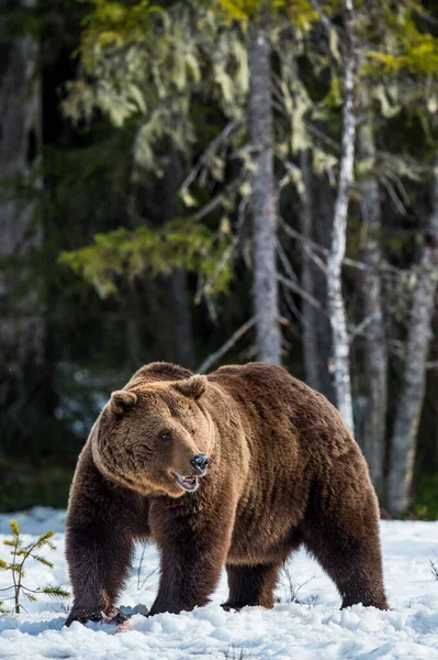 Adult Male Brown Bear Ursus Arctos Снігу Болоті Весняних Лісах — стокове фото
