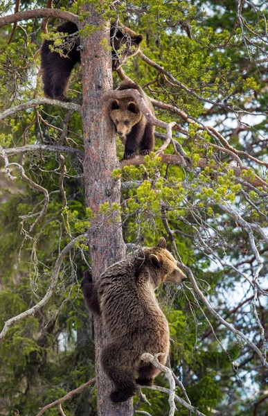 Ursus Arctos 熊和熊宝宝闻到了危险的味道 爬上了松树 春季森林 — 图库照片