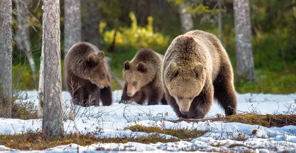 Ona Niedźwiedzia Niedźwiedź Szczeniaki Dorosła Samica Niedźwiedź Brunatny Ursus Arctos — Zdjęcie stockowe