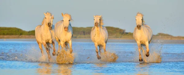 Stado Białych Koni Camargue Biegnie Wodzie Morskiej Francja — Zdjęcie stockowe