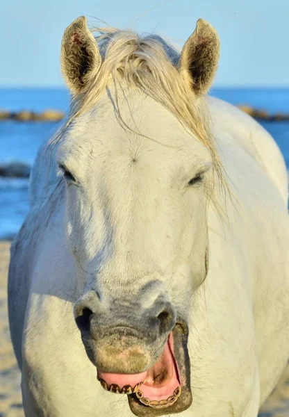 Lustiges Porträt Eines Lachenden Pferdes Camargue Pferd Gähnt Und Sieht — Stockfoto