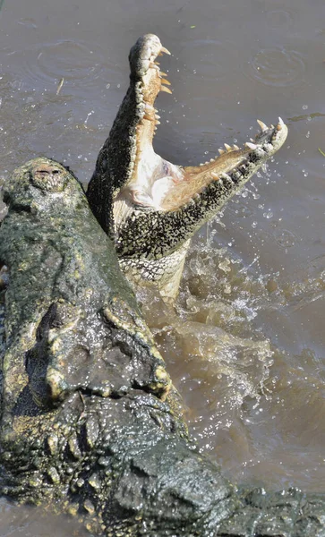 Επίθεση Κροκόδειλους Κροκόδειλος Κούβας Crocodylus Rhombifer Κουβανός Κροκόδειλος Πηδάει Από — Φωτογραφία Αρχείου