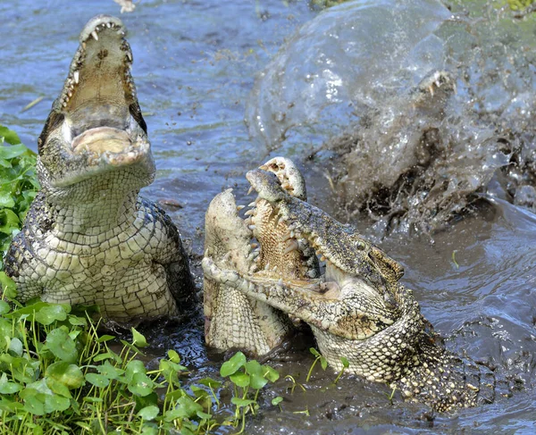 Attack Crocodiles Cuban Crocodile Crocodylus Rhombifer Cuban Crocodile Jumps Out — Stock Photo, Image