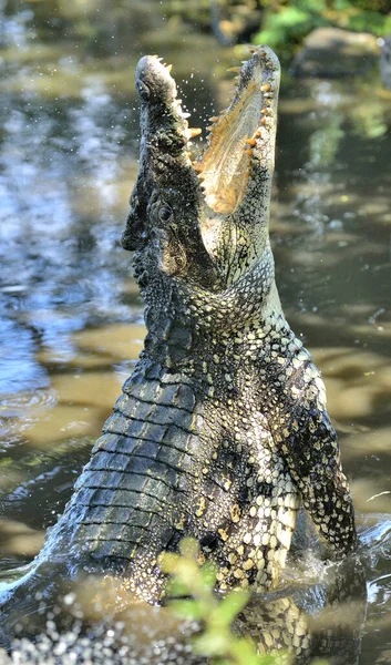 Aanvallen Krokodil Ruitkrokodil Crocodylus Rhombifer Ruitkrokodil Springt Uit Het Water — Stockfoto