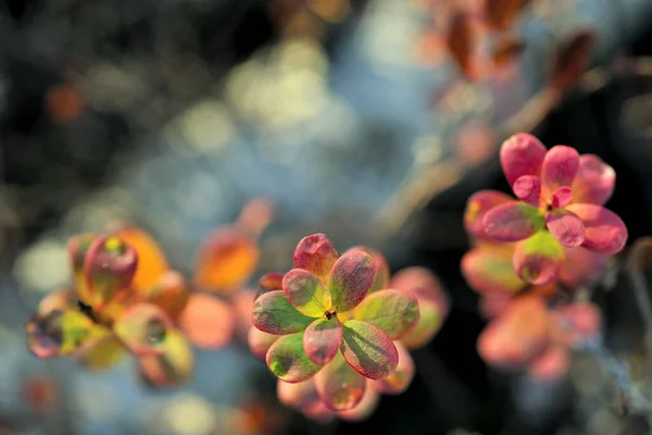 Sonbahar Arka Planında Günbatımında Sonbahar Yaprakları Bataklık Bilberry Veya Kuzey — Stok fotoğraf