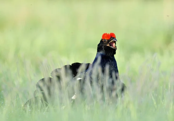 Birkhuhn Black Grouse Tetrao Tetrix Blackgame Lyrurus Tetrix Portrait Lekking — Stock Photo, Image