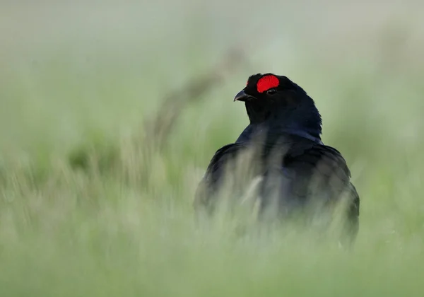 Birkhuhn Black Grouse Tetrao Tetrix Blackgame Lyrurus Tetrix Portrait Lekking — Stock Photo, Image