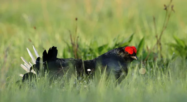 Birkhuhn Kara Orman Tavuğu Tetrao Tetrix Blackgame Lyrurus Tetrix Lekking — Stok fotoğraf