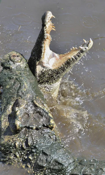 攻击鳄鱼 古巴鳄鱼 Crocodile Crocodylus Rhombifer 古巴鳄鱼从水里跳了出来 免版税图库照片