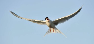 Mavi gökyüzü arka planında uçuşta yetişkin deniz feneri (Sterna hirundo)