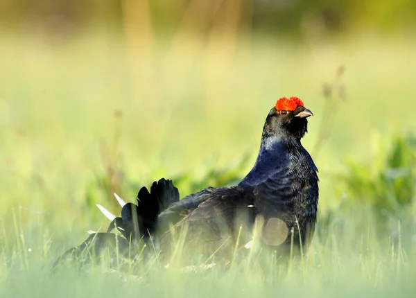 Birkhuhn Gallo Nero Tetrao Tetrix Blackgame Lyrurus Tetrix Ritratto Lurido — Foto Stock