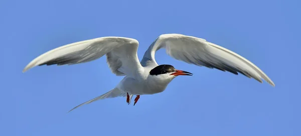 Взрослая Крачка Sterna Hirundo Полете Голубом Фоне Неба — стоковое фото