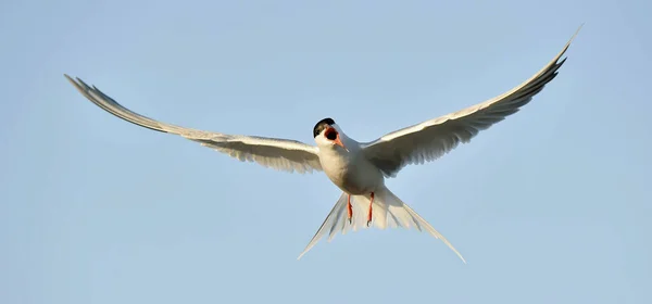 Dospělý Rybník Obecný Sterna Hirundo Letu Pozadí Modré Oblohy — Stock fotografie