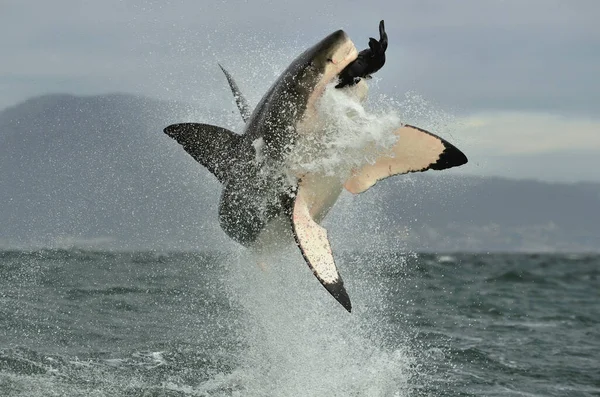 Gran Tiburón Blanco Carcharodon Carcharias Rompiendo Ataque Hunting Great White —  Fotos de Stock