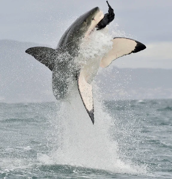 Der Weiße Hai Carcharodon Carcharias Bricht Bei Einem Angriff Ein — Stockfoto