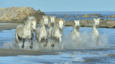 Beyaz Camargue su üzerinde çalışan at sürüsü. Parc bölge de Camargue - Provence, Fransa 