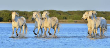 Beyaz Camargue su üzerinde çalışan at sürüsü. Parc bölge de Camargue - Provence, Fransa 